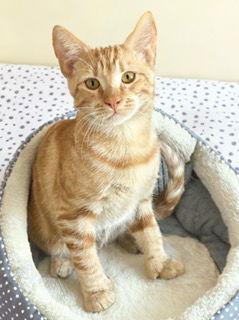 Enlarge Leo, a Adoptable Extra-Toes Cat / Hemingway Polydactyl in Chandler, AZ image 1/1