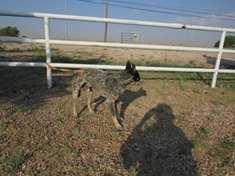 Enlarge Banjo nka Ovi, a Adopted mixed breed in Sedalia, CO image 1/4