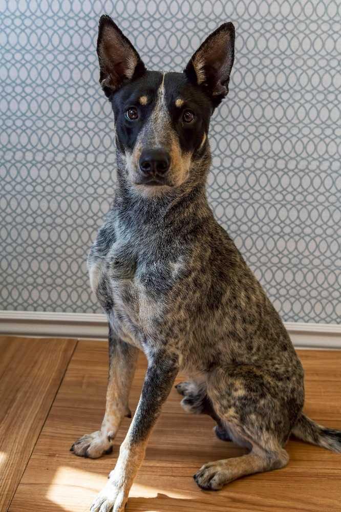 Enlarge Banjo nka Ovi, a Adopted mixed breed in Sedalia, CO image 4/4