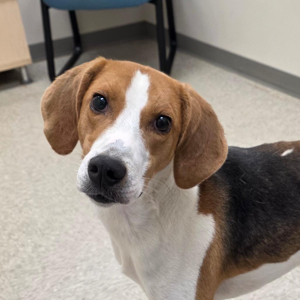 Webster, Adoptable, Adult Male Hound.