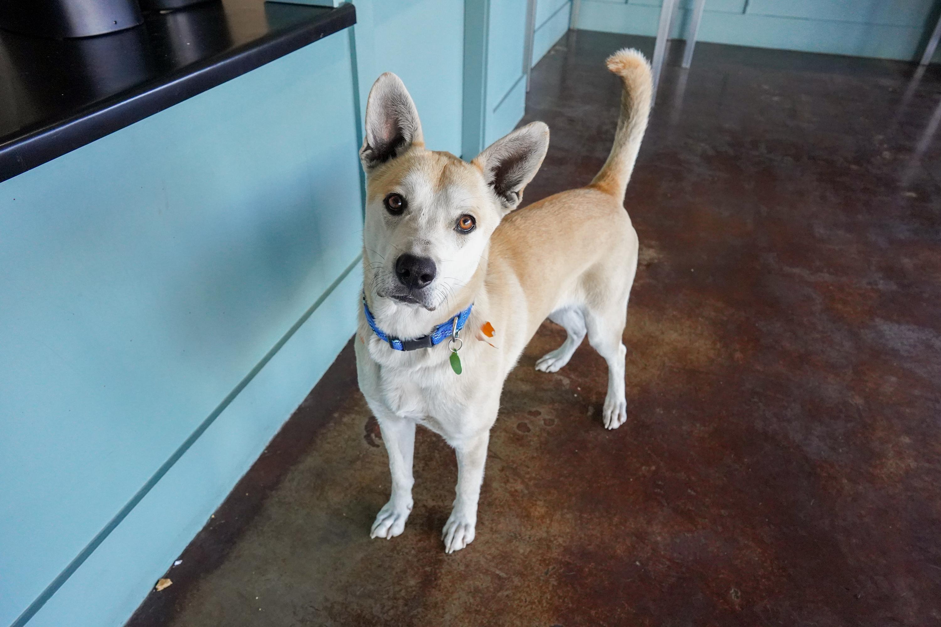Valentino, ADOPTABLE, Adult Female Carolina Dog & Husky.