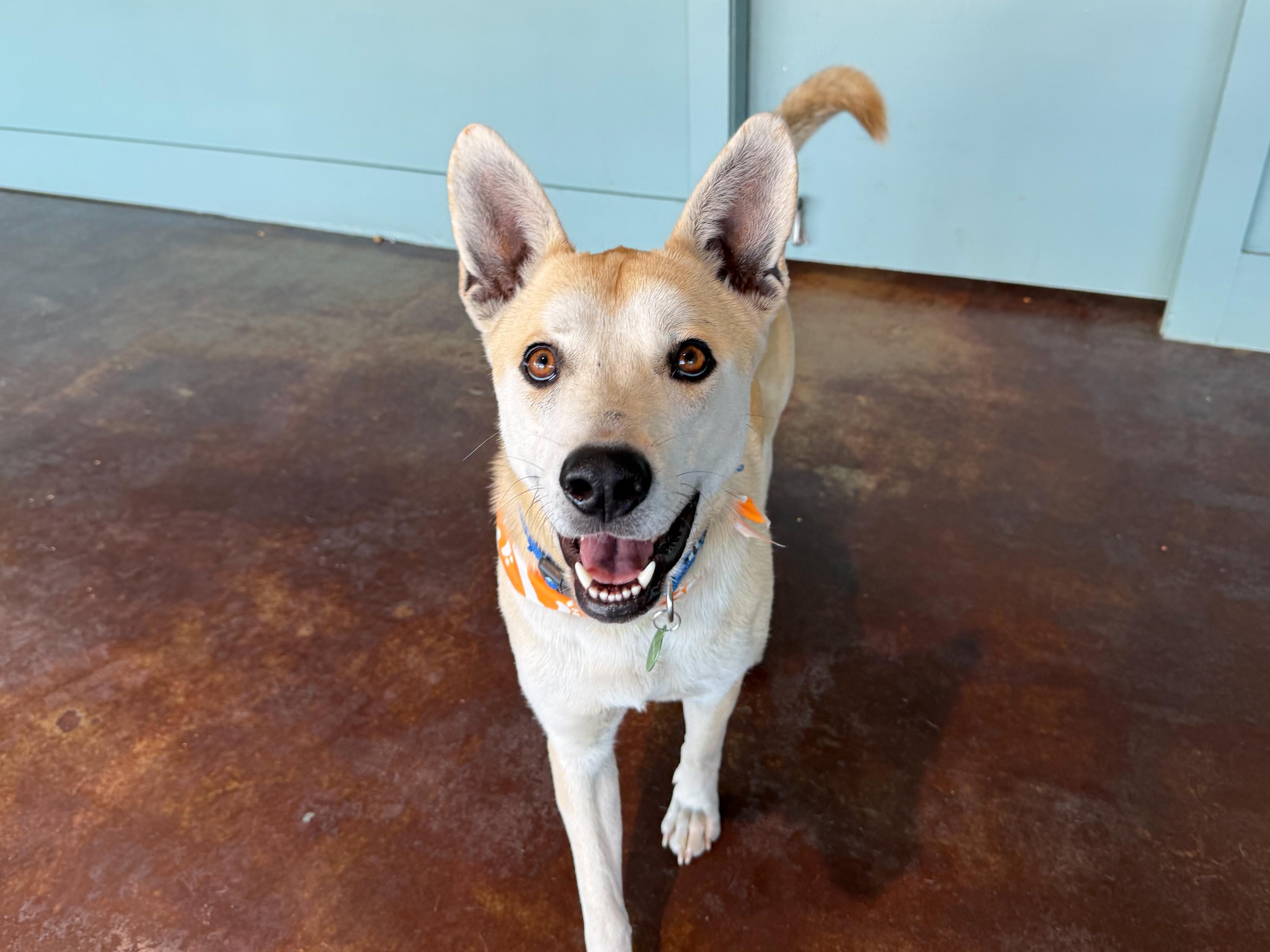 Enlarge Valentino, a ADOPTABLE mixed breed in San Antonio, TX image 4/6