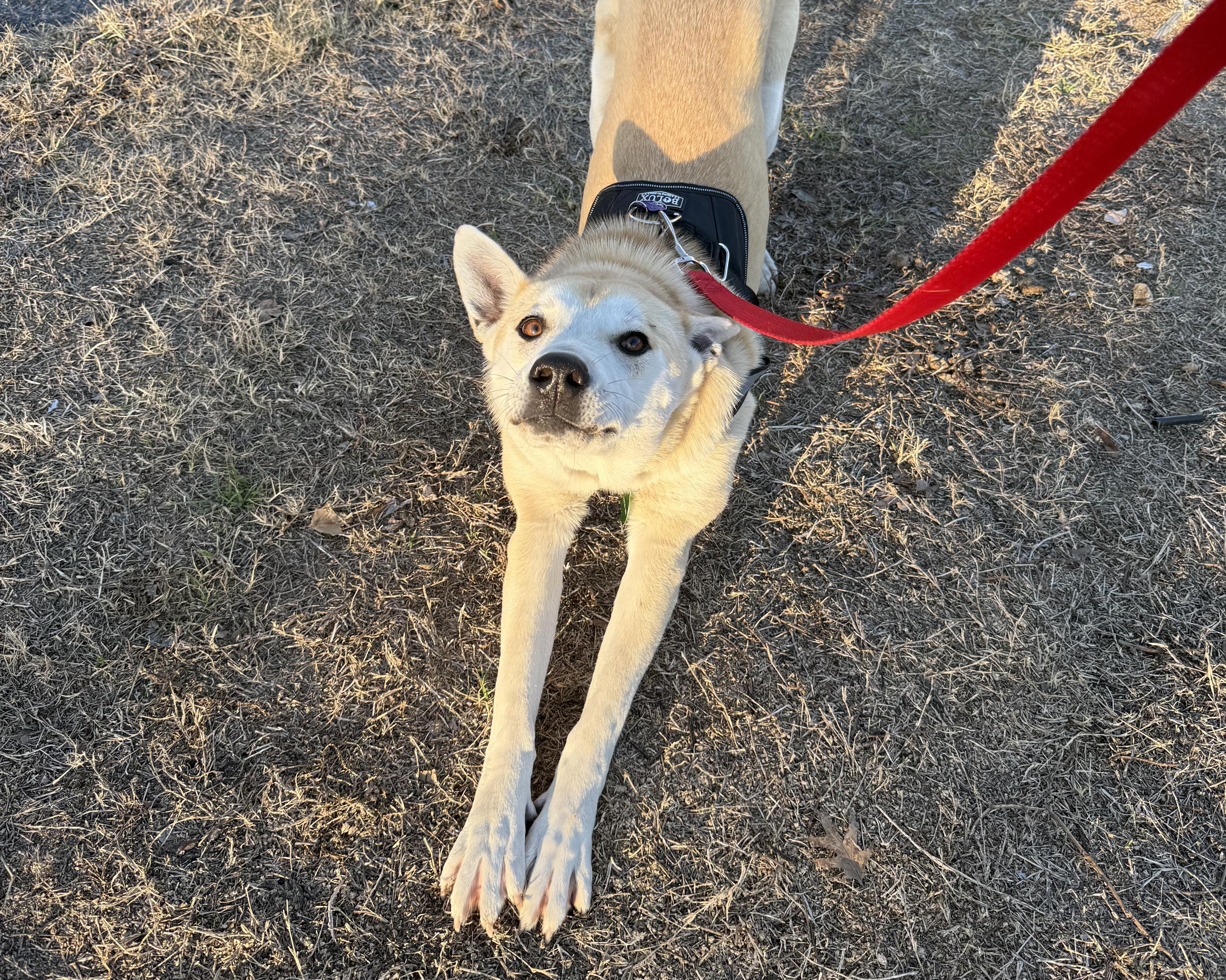 Enlarge Valentino, a ADOPTABLE mixed breed in San Antonio, TX image 3/6