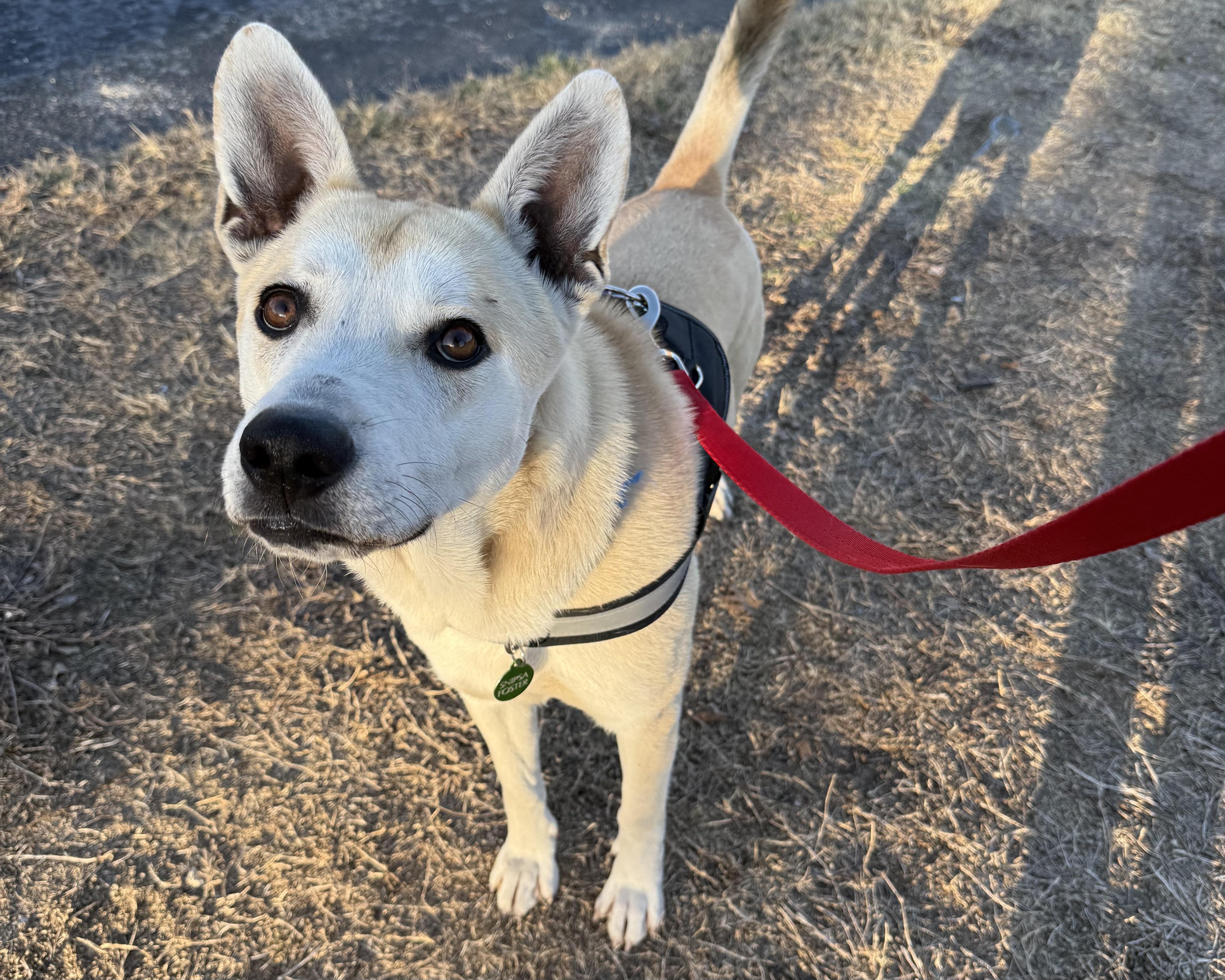 Enlarge Valentino, a ADOPTABLE mixed breed in San Antonio, TX image 5/6