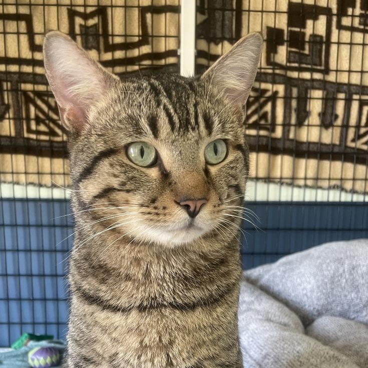 Beary McBearFace, a Adoptable American Bobtail in Chicago, IL image 1/5