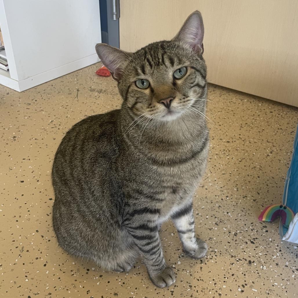 Beary McBearFace, Adoptable, Adult Male American Bobtail.