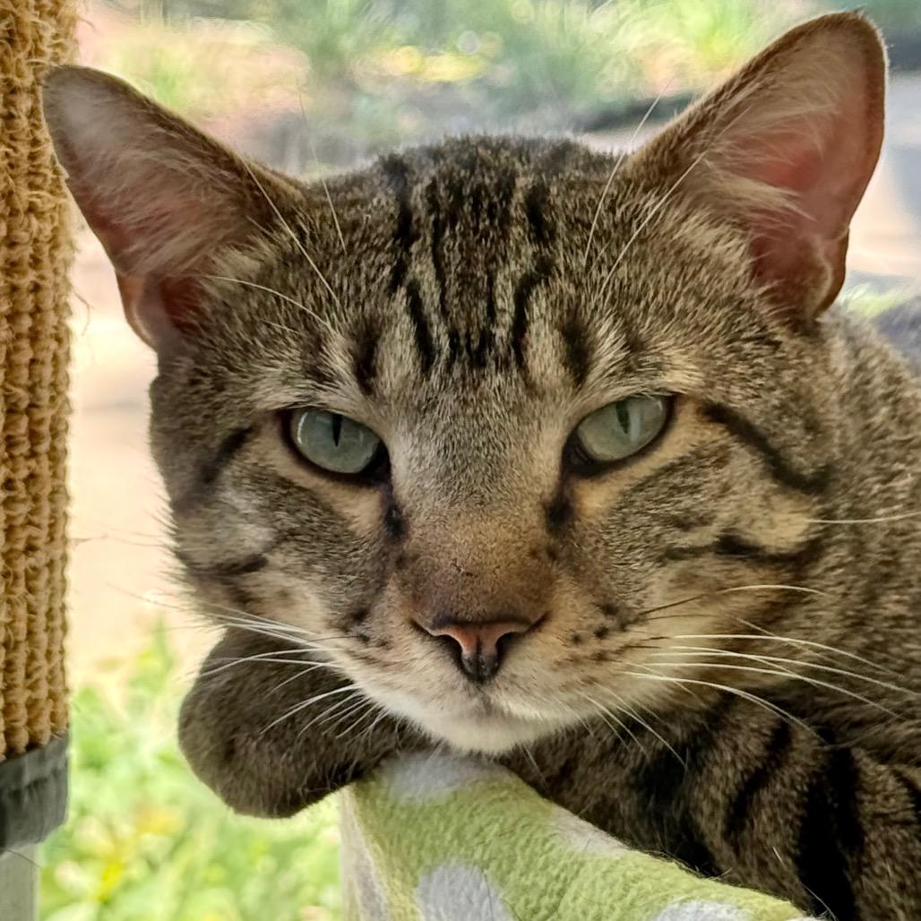 Enlarge Beary McBearFace, a Adoptable American Bobtail in Chicago, IL image 2/6