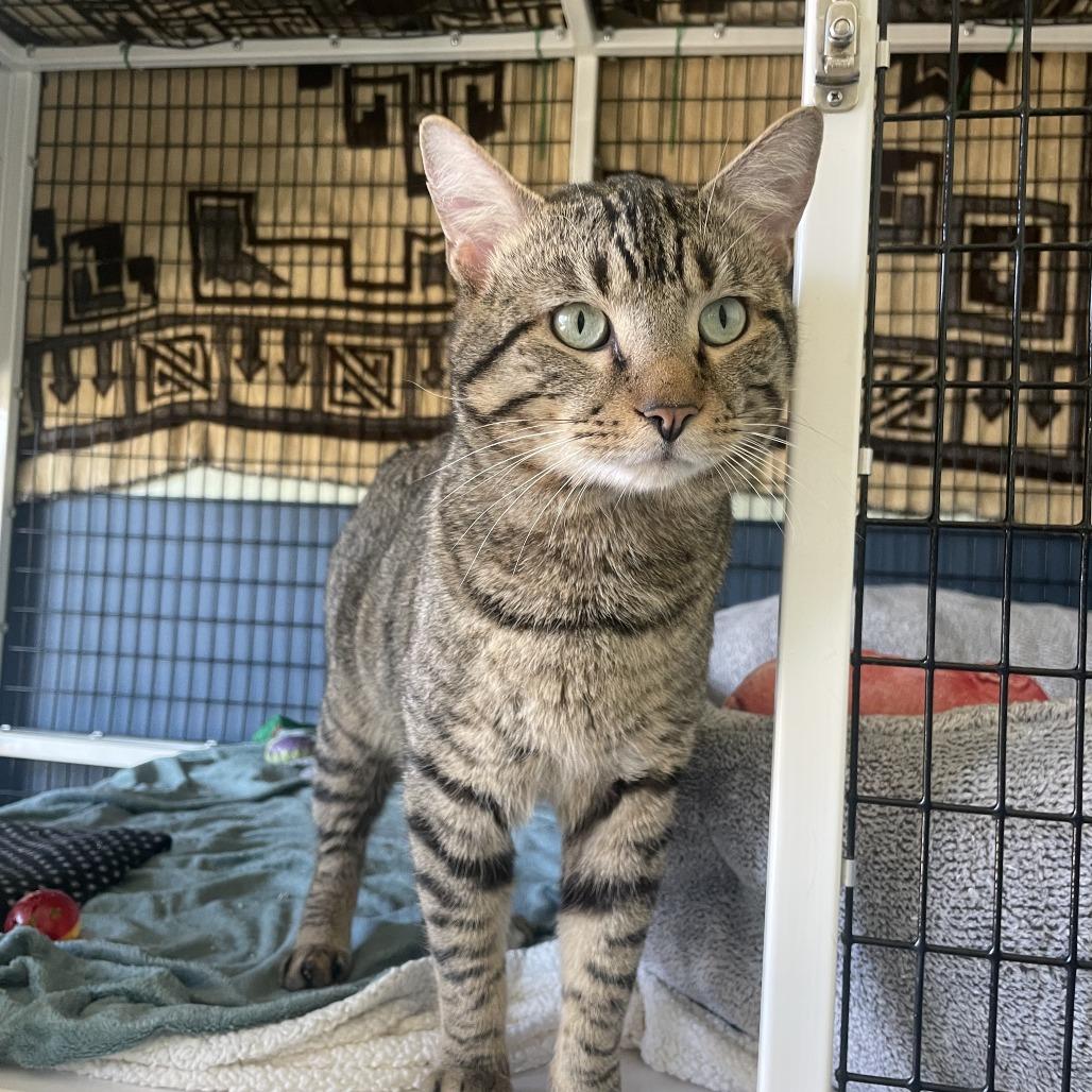 Beary McBearFace, a Adoptable American Bobtail in Chicago, IL image 2/5