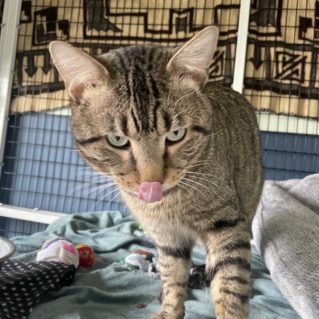 Beary McBearFace, a Adoptable American Bobtail in Chicago, IL image 3/5
