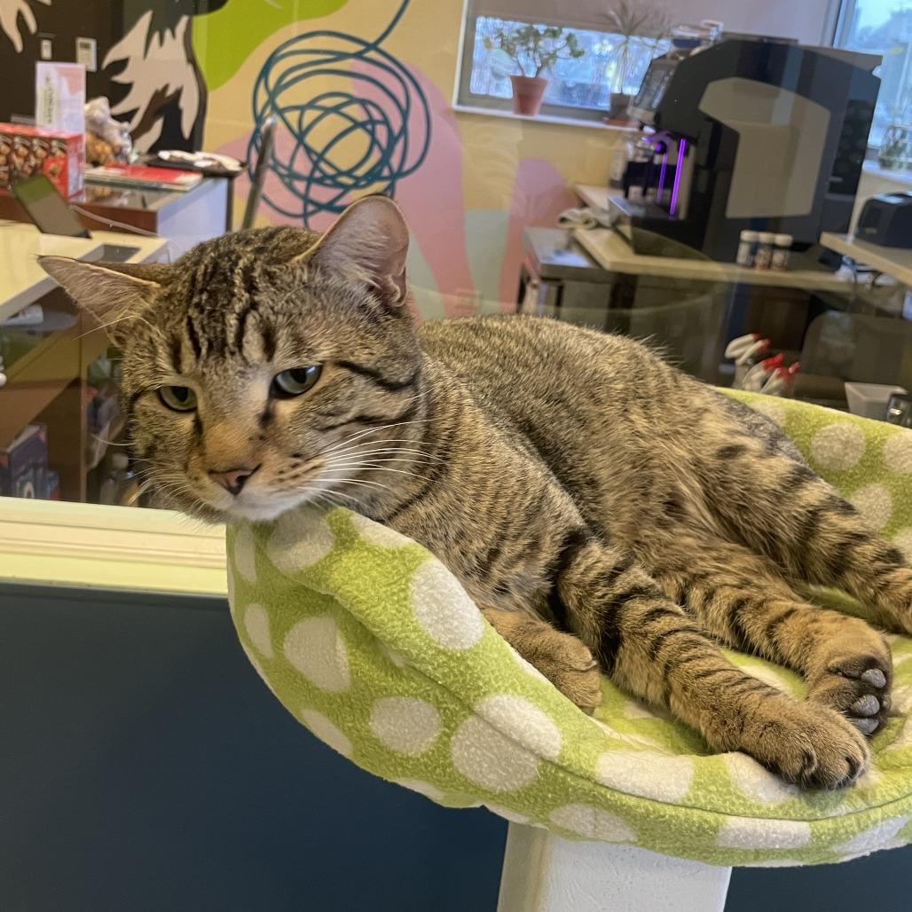 Beary McBearFace, a Adoptable American Bobtail in Chicago, IL image 4/5