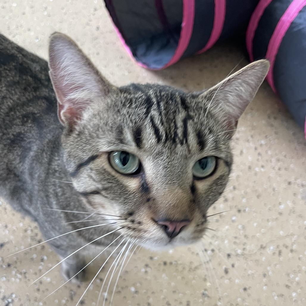 Beary McBearFace, a Adoptable American Bobtail in Chicago, IL image 5/5