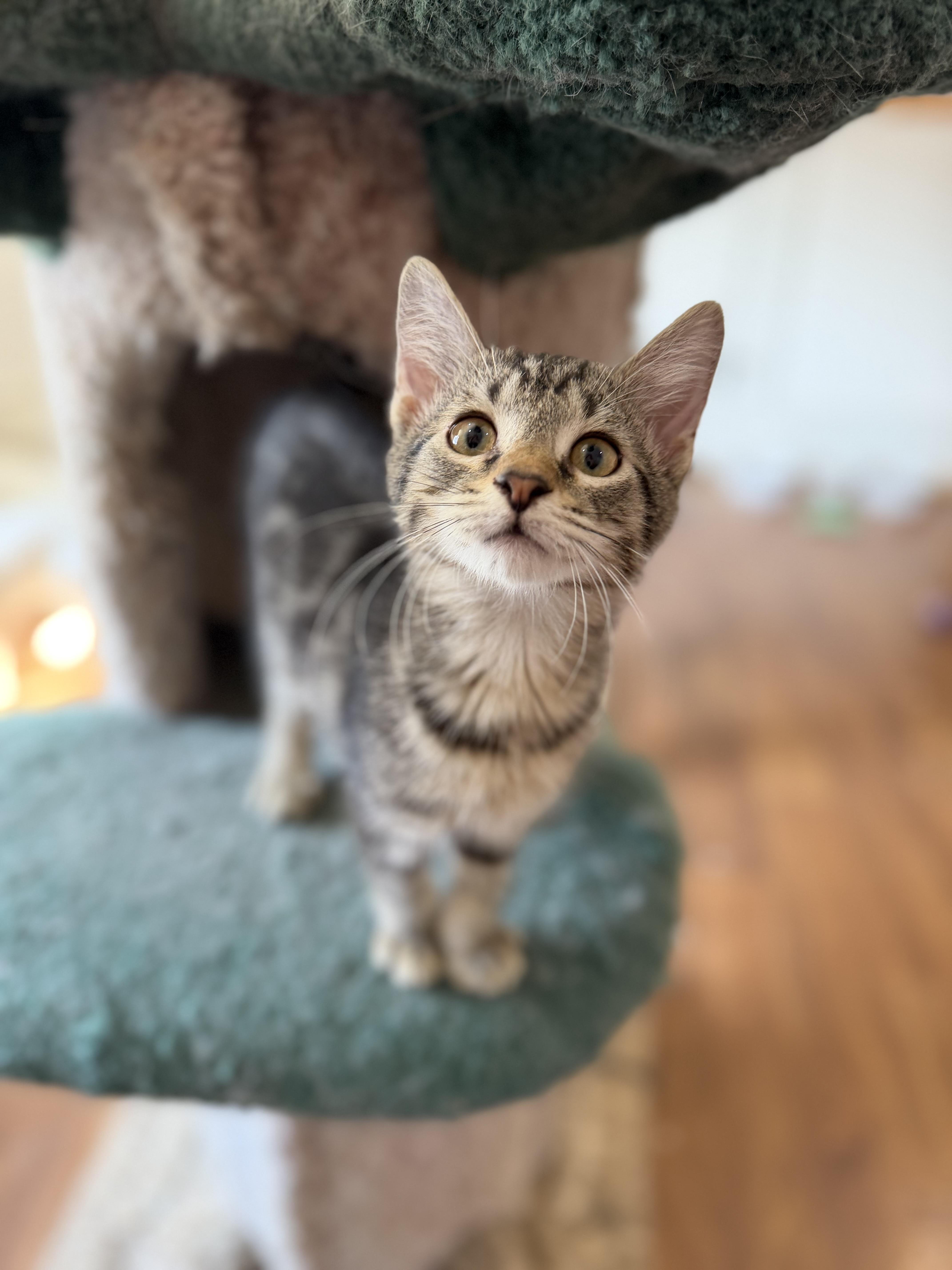 Enlarge Blueberry Jelly, a Adoptable mixed breed in Lawrenceville, GA image 1/2