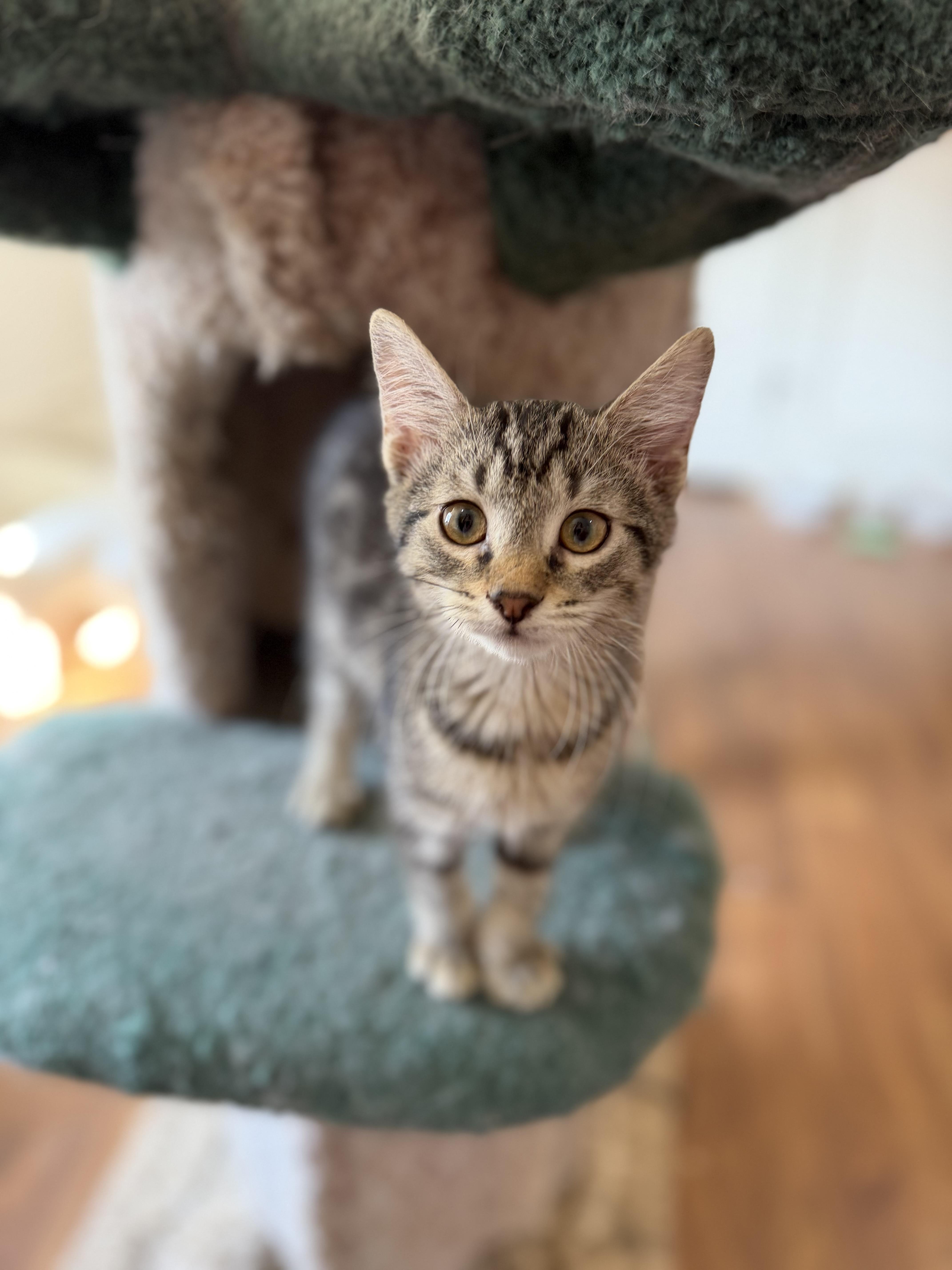 Enlarge Blueberry Jelly, a Adoptable mixed breed in Lawrenceville, GA image 2/2