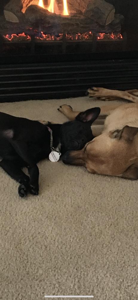 Enlarge Marco, a Adopted mixed breed in Littleton, CO image 1/5