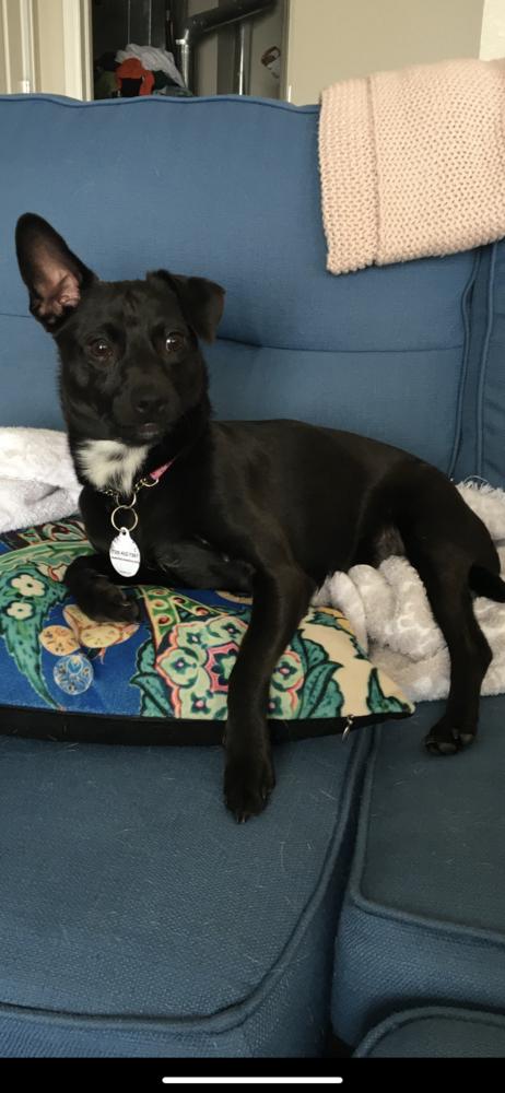 Enlarge Marco, a Adopted mixed breed in Littleton, CO image 3/5