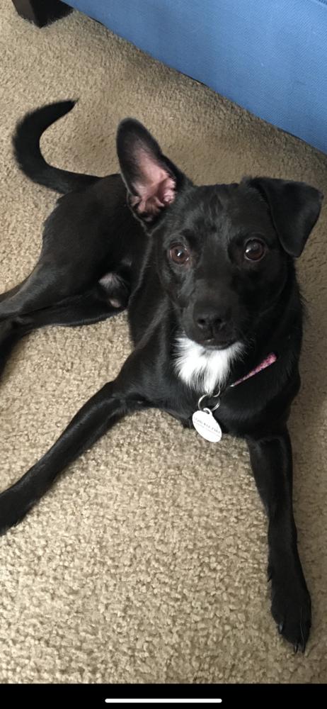 Enlarge Marco, a Adopted mixed breed in Littleton, CO image 5/5