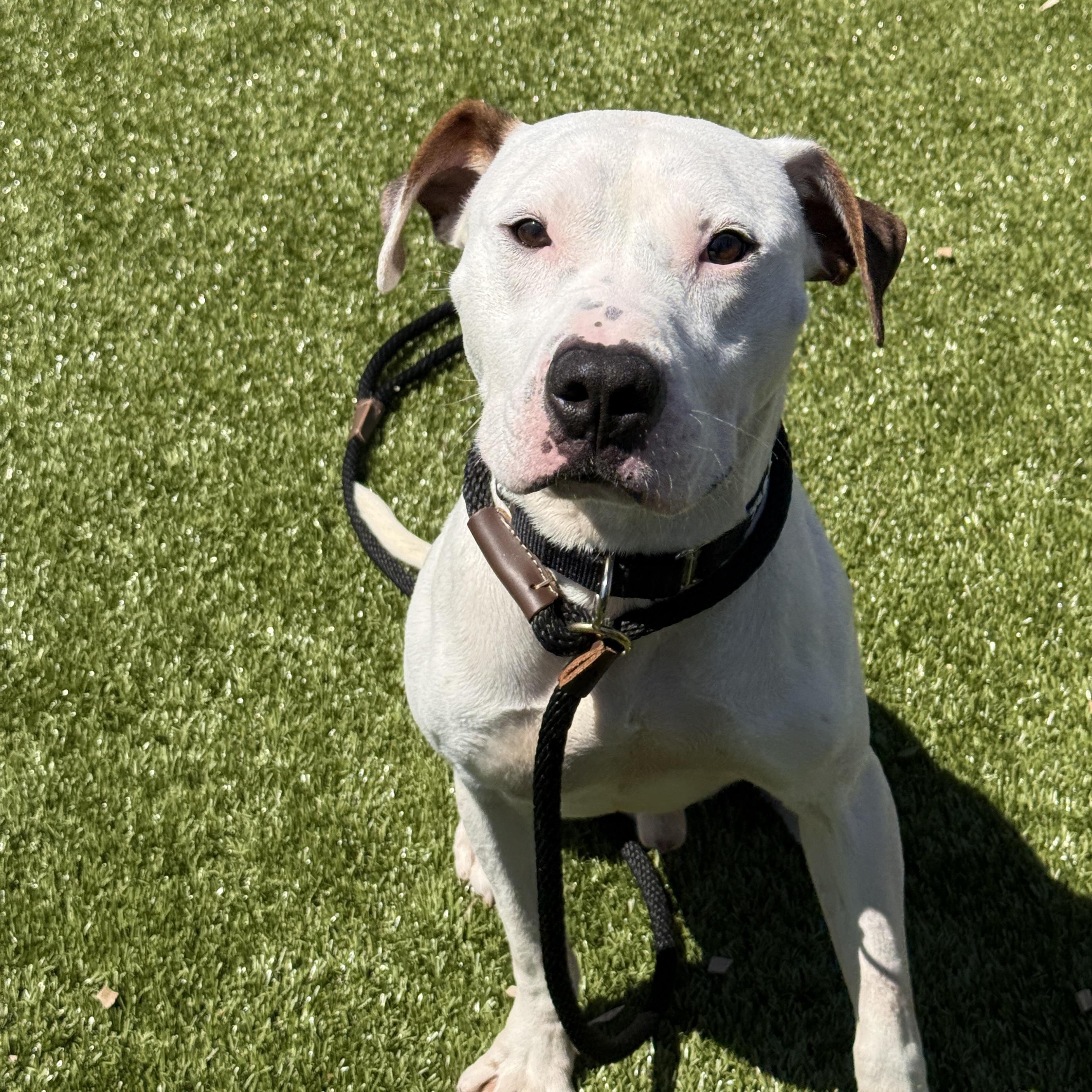 Tofu , an adopted mixed breed in Columbus, OH image 2/5