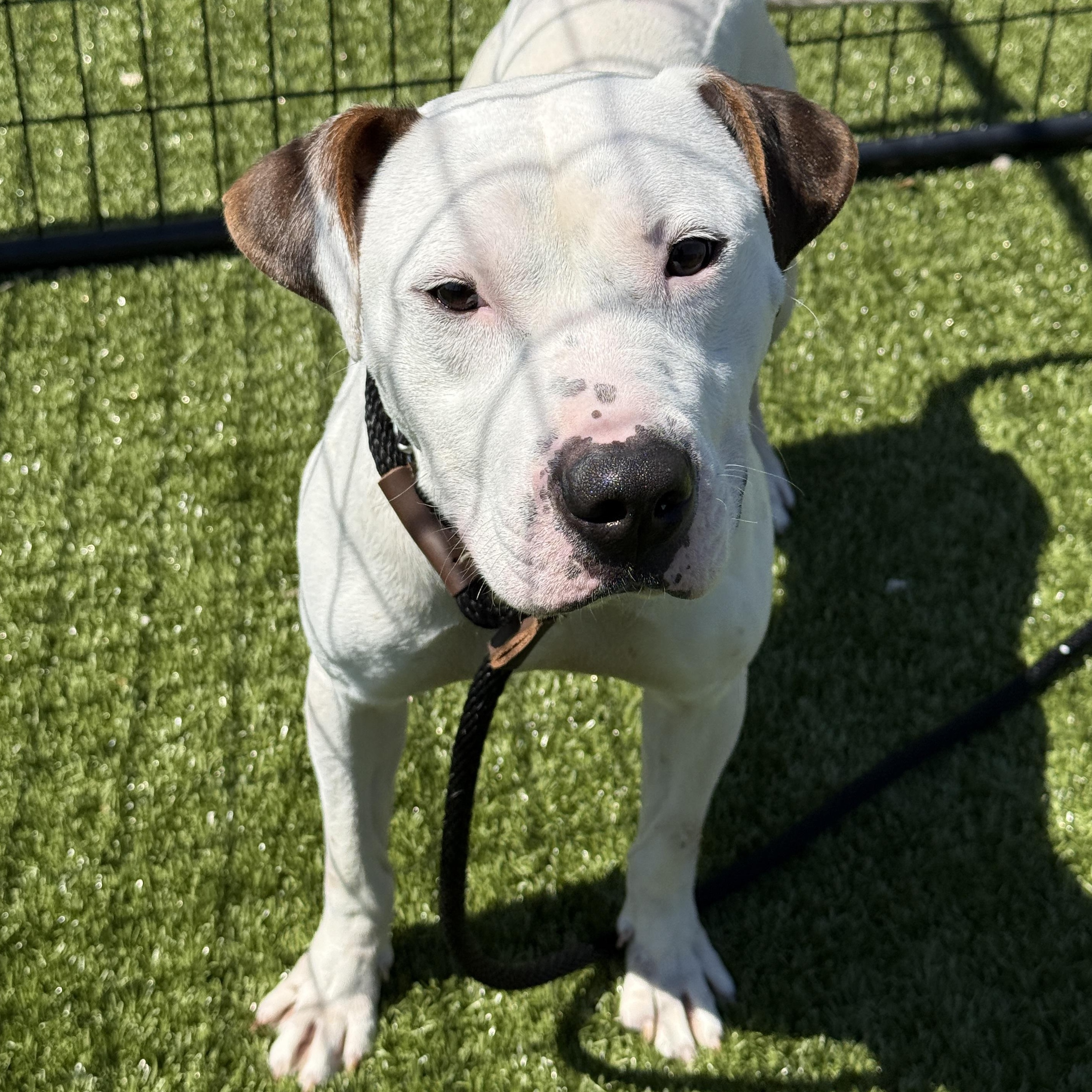 Tofu , an adopted mixed breed in Columbus, OH image 4/5