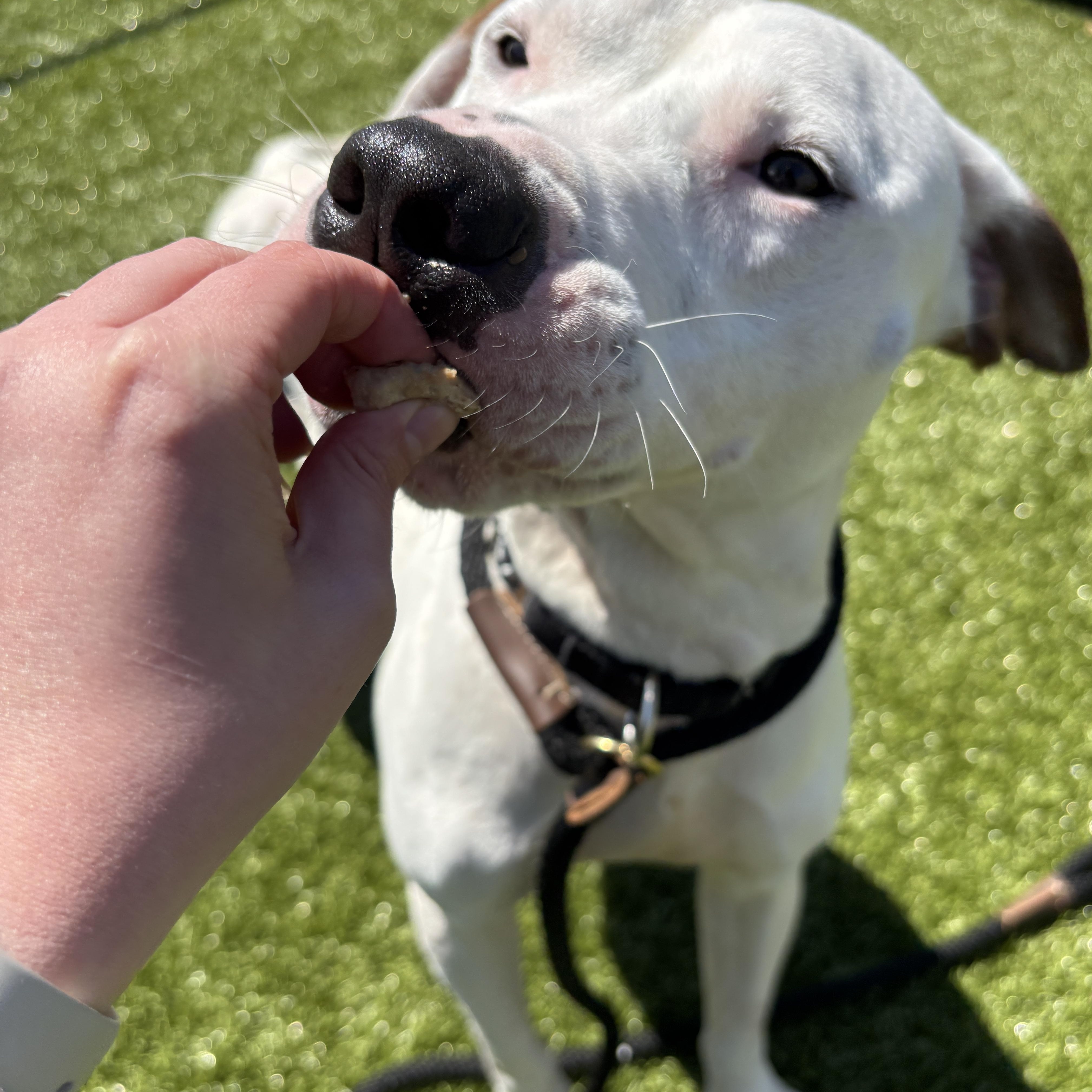 Tofu , an adopted mixed breed in Columbus, OH image 5/5