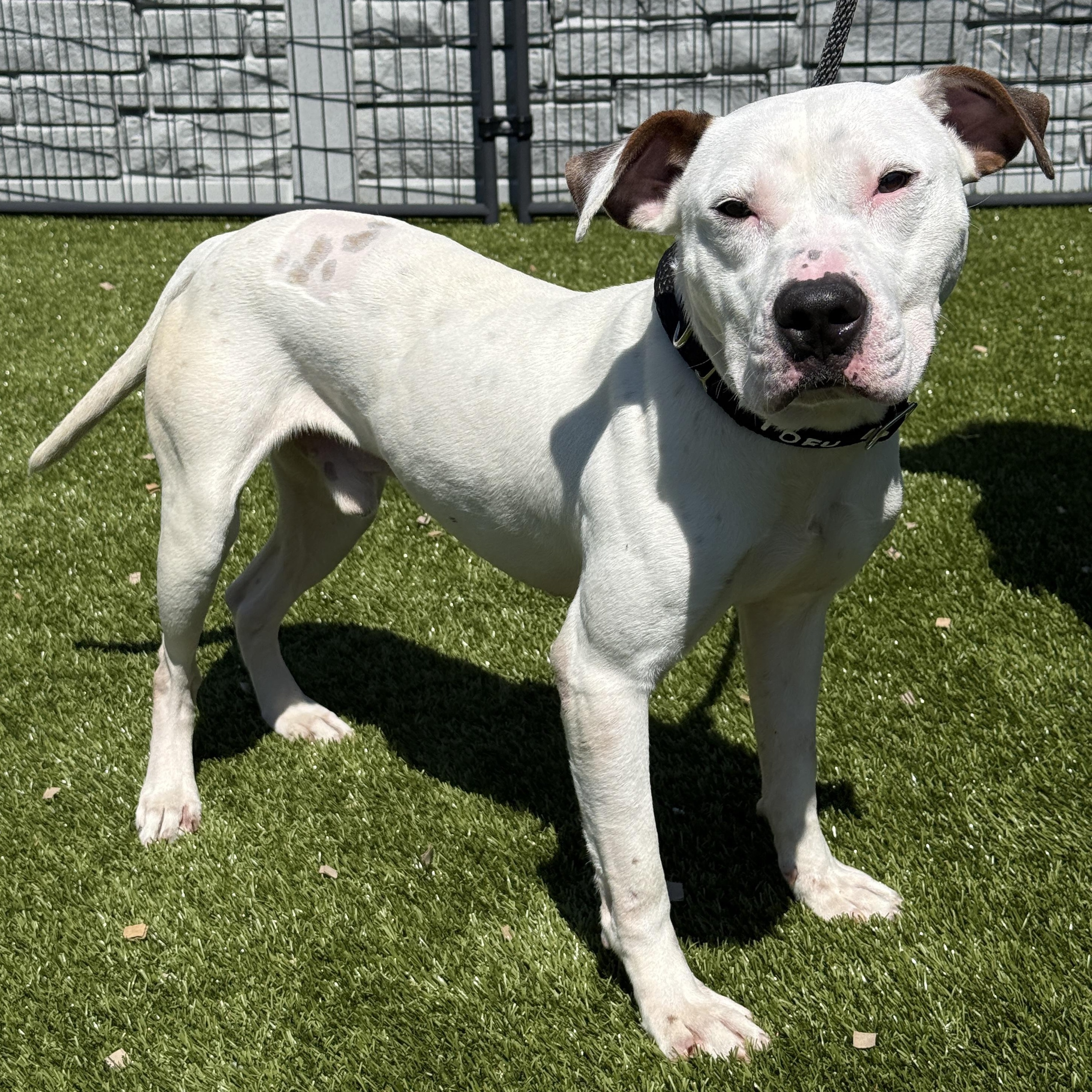 Tofu , an adopted mixed breed in Columbus, OH image 1/5
