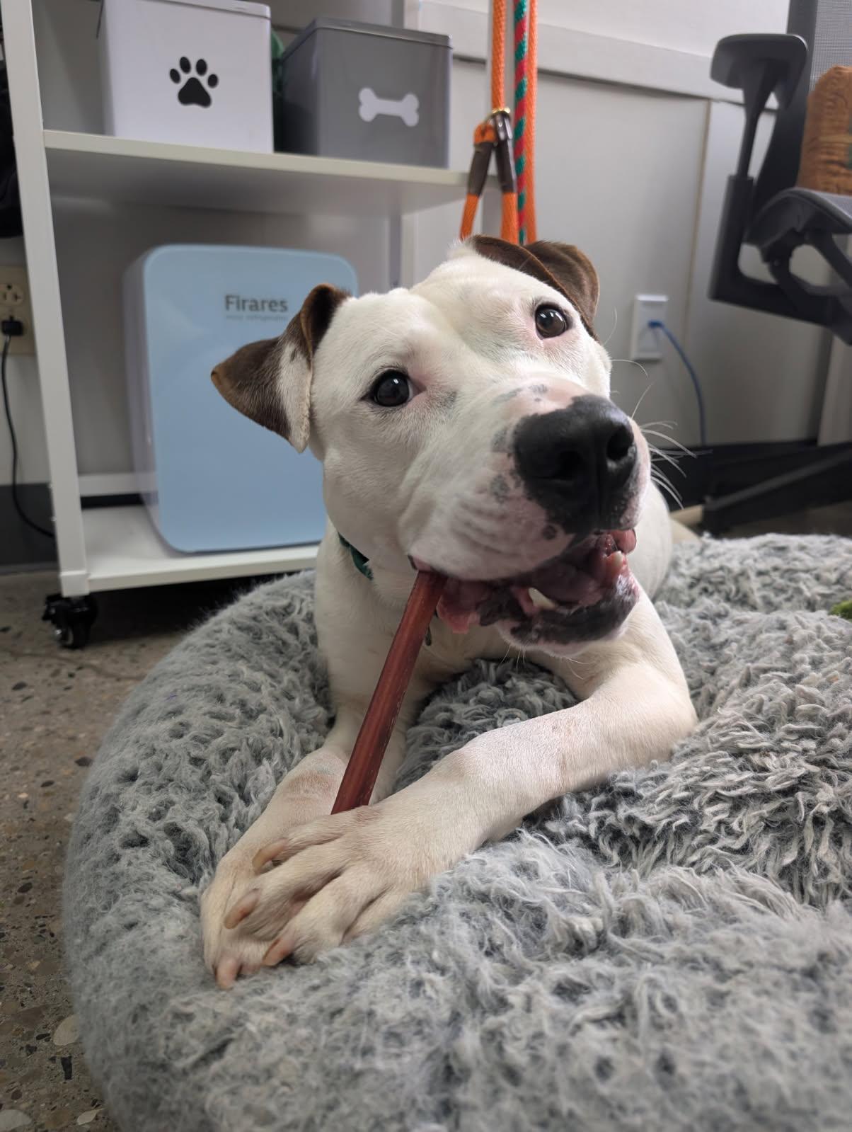 Tofu , an adopted mixed breed in Columbus, OH image 3/5