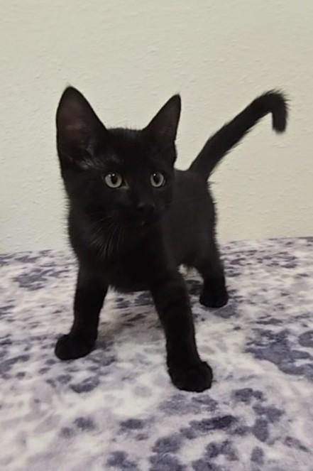 Licorice, a Adoptable Domestic Short Hair in Red Wing, MN image 4/5