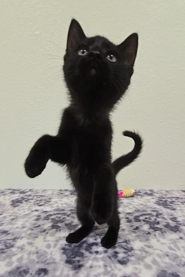 Licorice, a Adoptable Domestic Short Hair in Red Wing, MN image 2/5