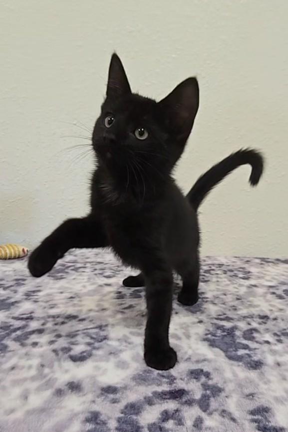 Licorice, a Adoptable Domestic Short Hair in Red Wing, MN image 5/5