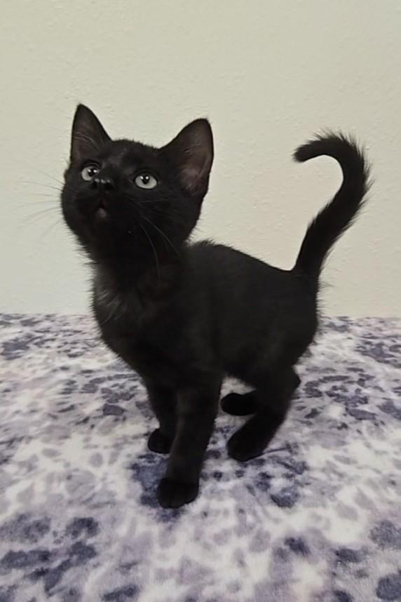 Licorice, a Adoptable Domestic Short Hair in Red Wing, MN image 3/5