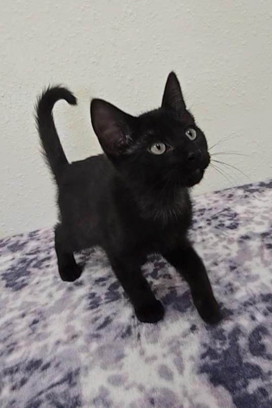 Licorice, Adoptable, Kitten Male Domestic Short Hair.