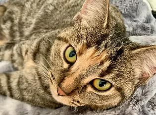 Milky Way, Adoptable, Young Female Domestic Short Hair.