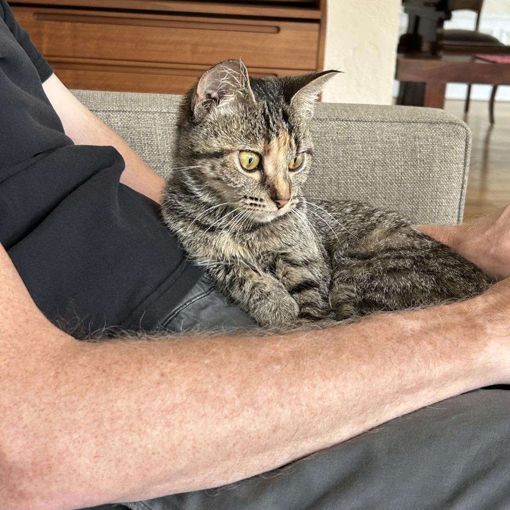 Enlarge Milky Way, a Adoptable Domestic Short Hair in Evanston, IL image 2/5