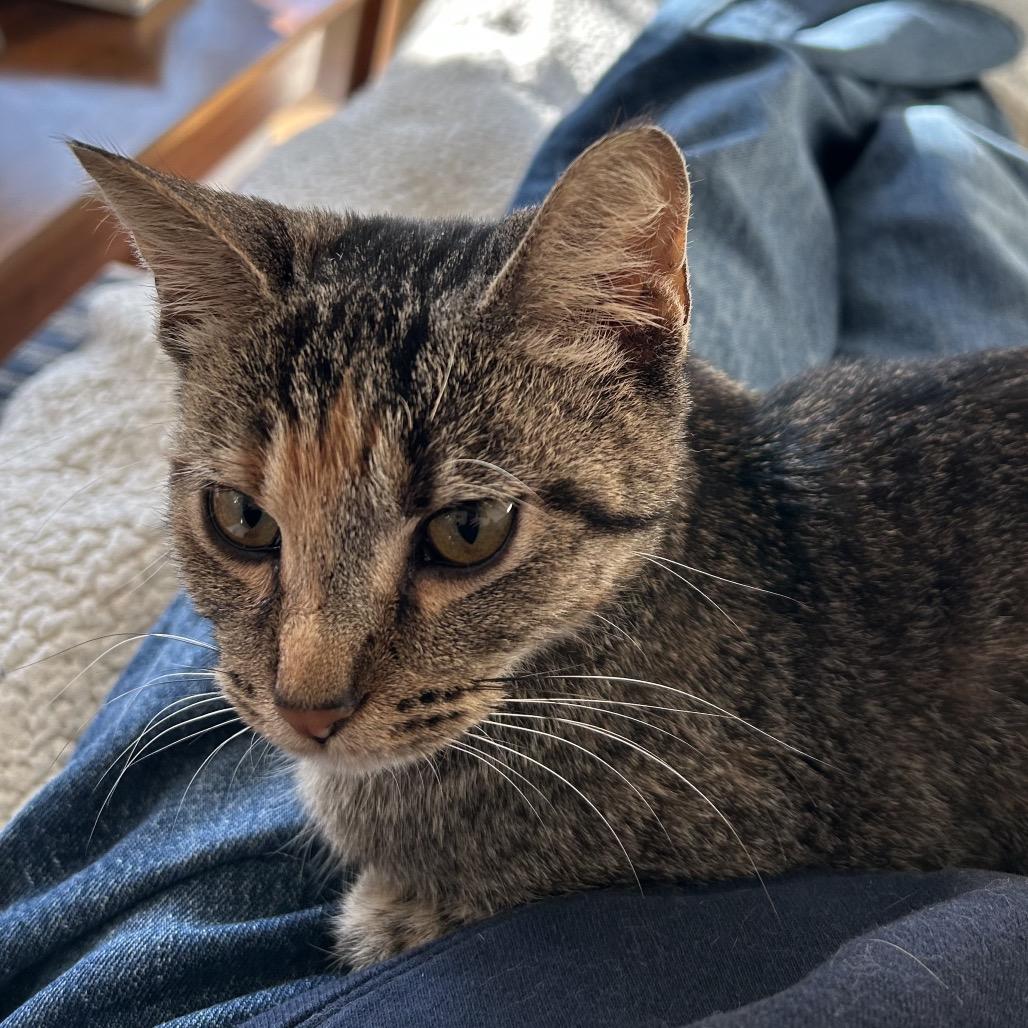 Enlarge Milky Way, a Adoptable Domestic Short Hair in Evanston, IL image 3/5