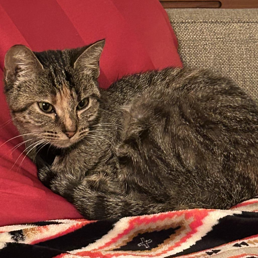 Enlarge Milky Way, a Adoptable Domestic Short Hair in Evanston, IL image 4/5