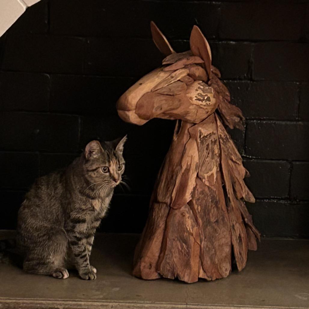 Enlarge Milky Way, a Adoptable Domestic Short Hair in Evanston, IL image 5/5