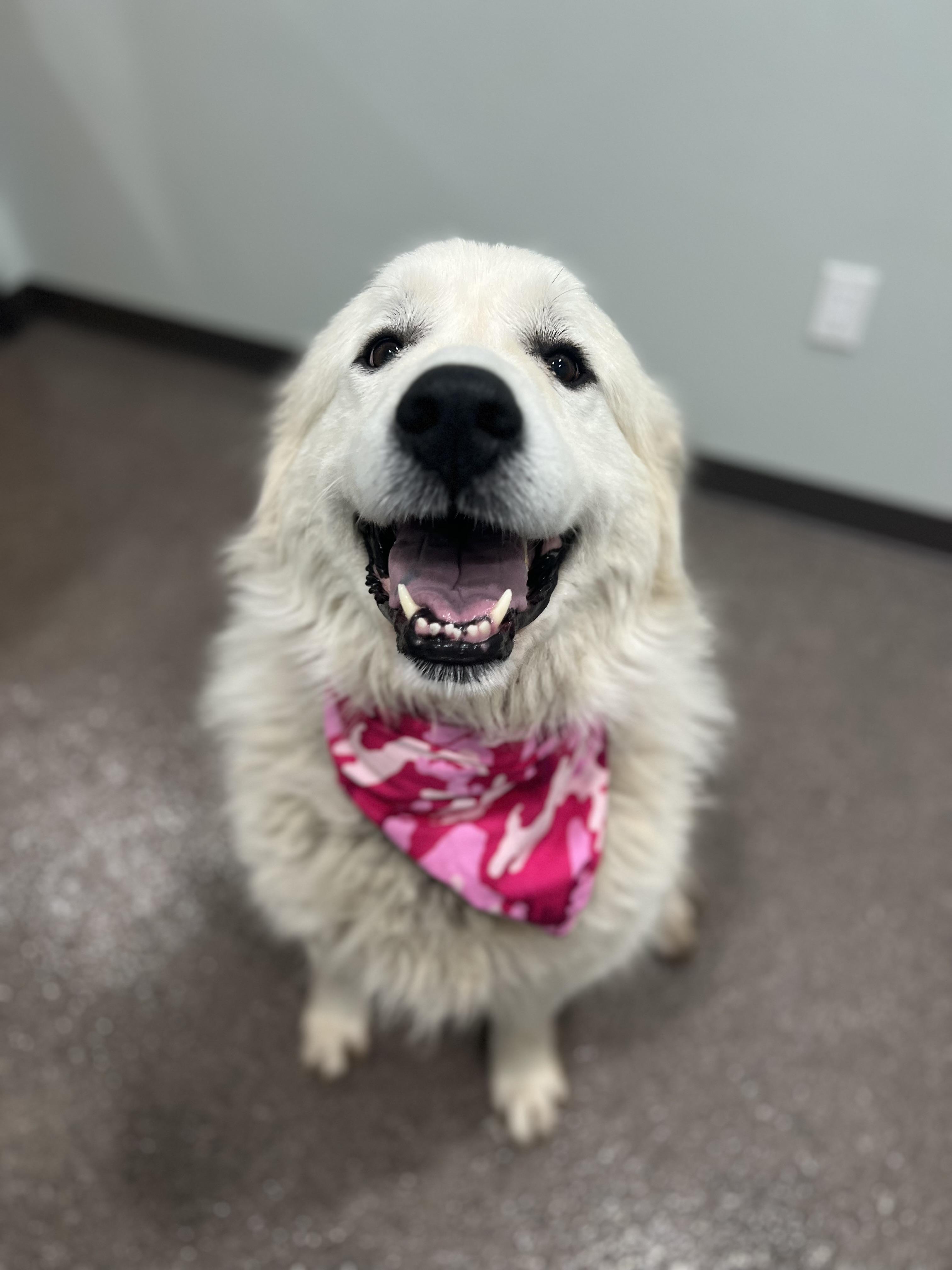 Aspen, Adoptable, Adult Female Great Pyrenees.