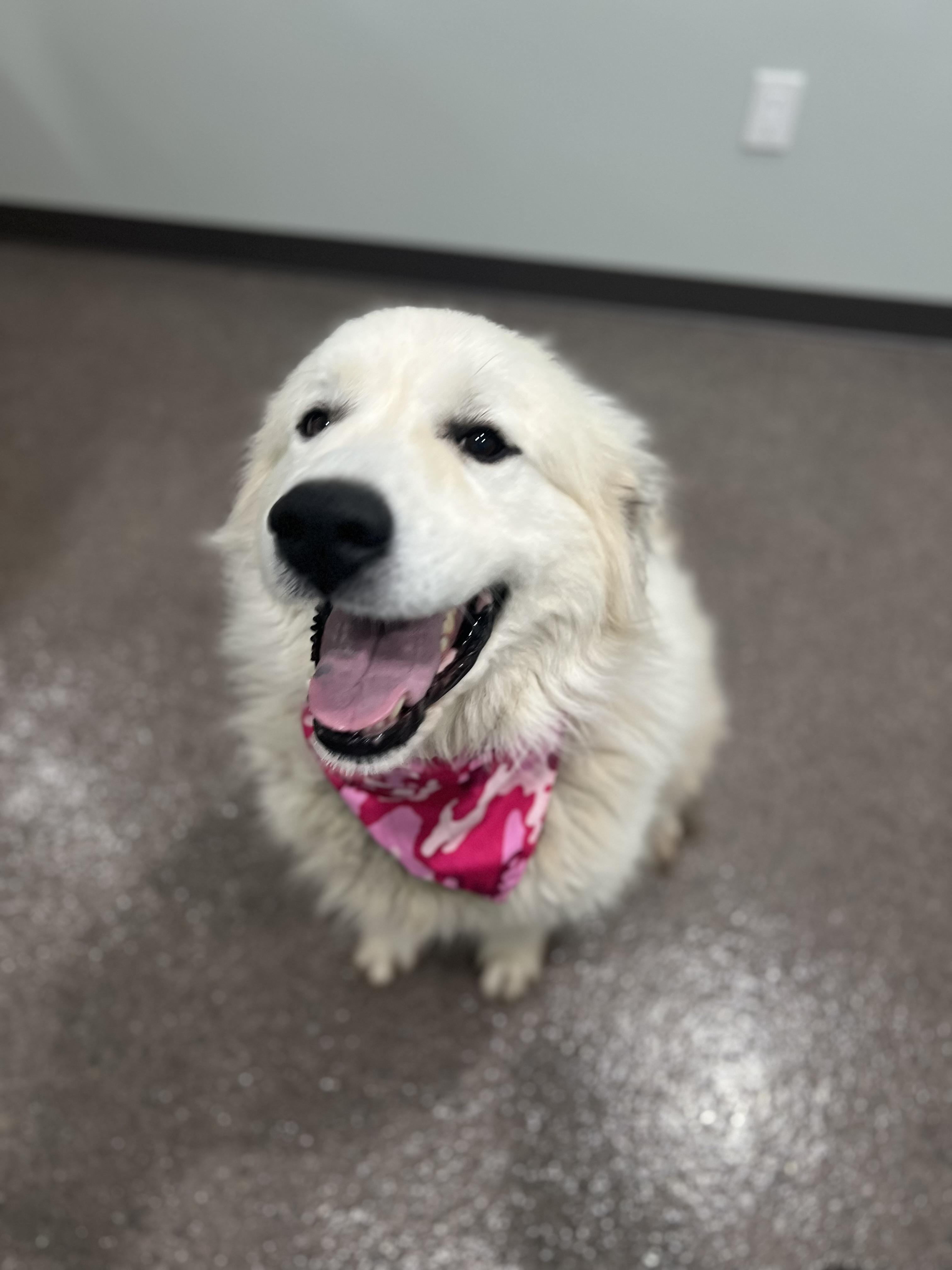 Aspen, an adoptable Great Pyrenees in Sault Sainte Marie, MI, 49783 | Photo Image 2