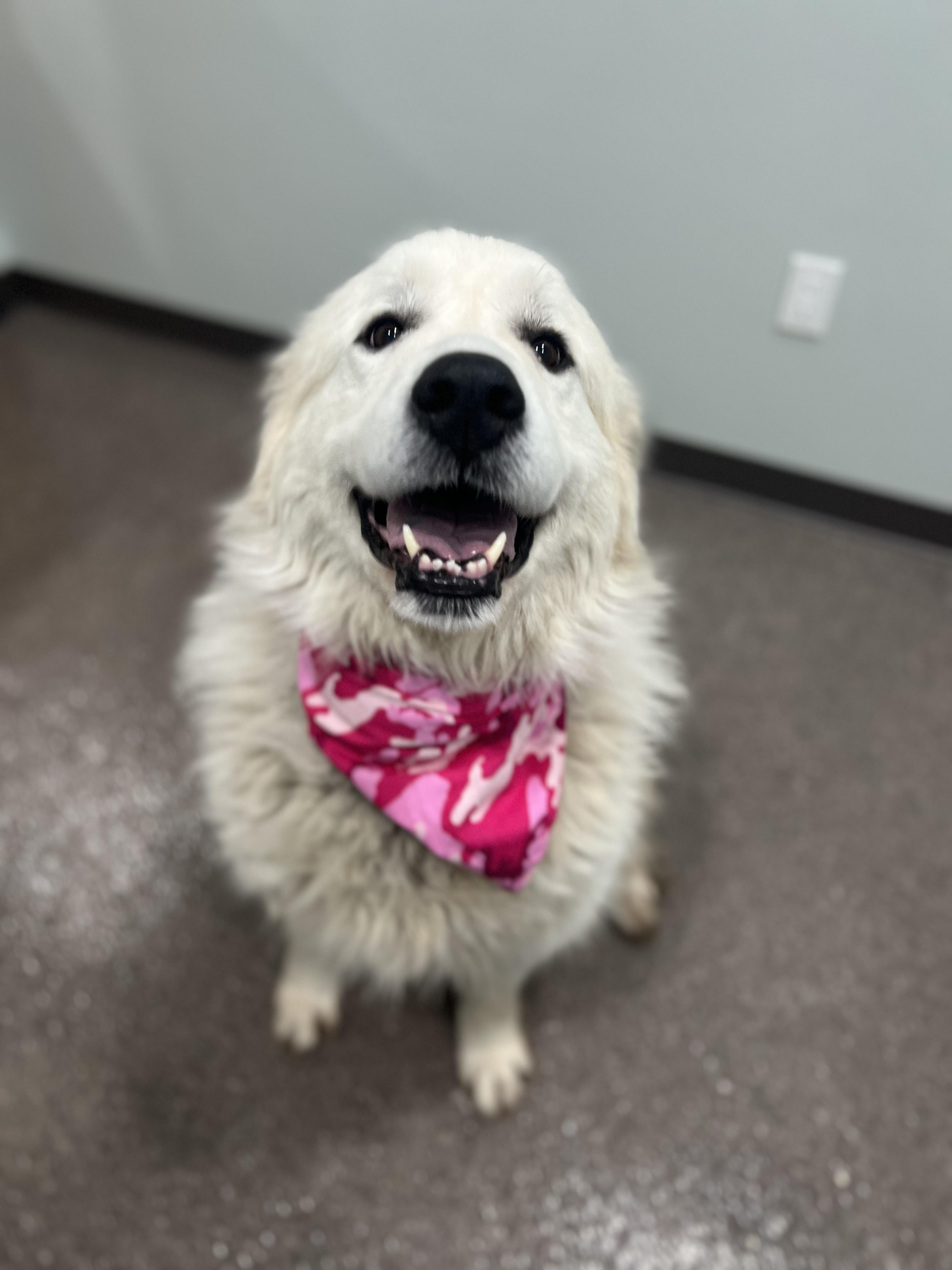 Aspen, an adoptable Great Pyrenees in Sault Sainte Marie, MI, 49783 | Photo Image 3