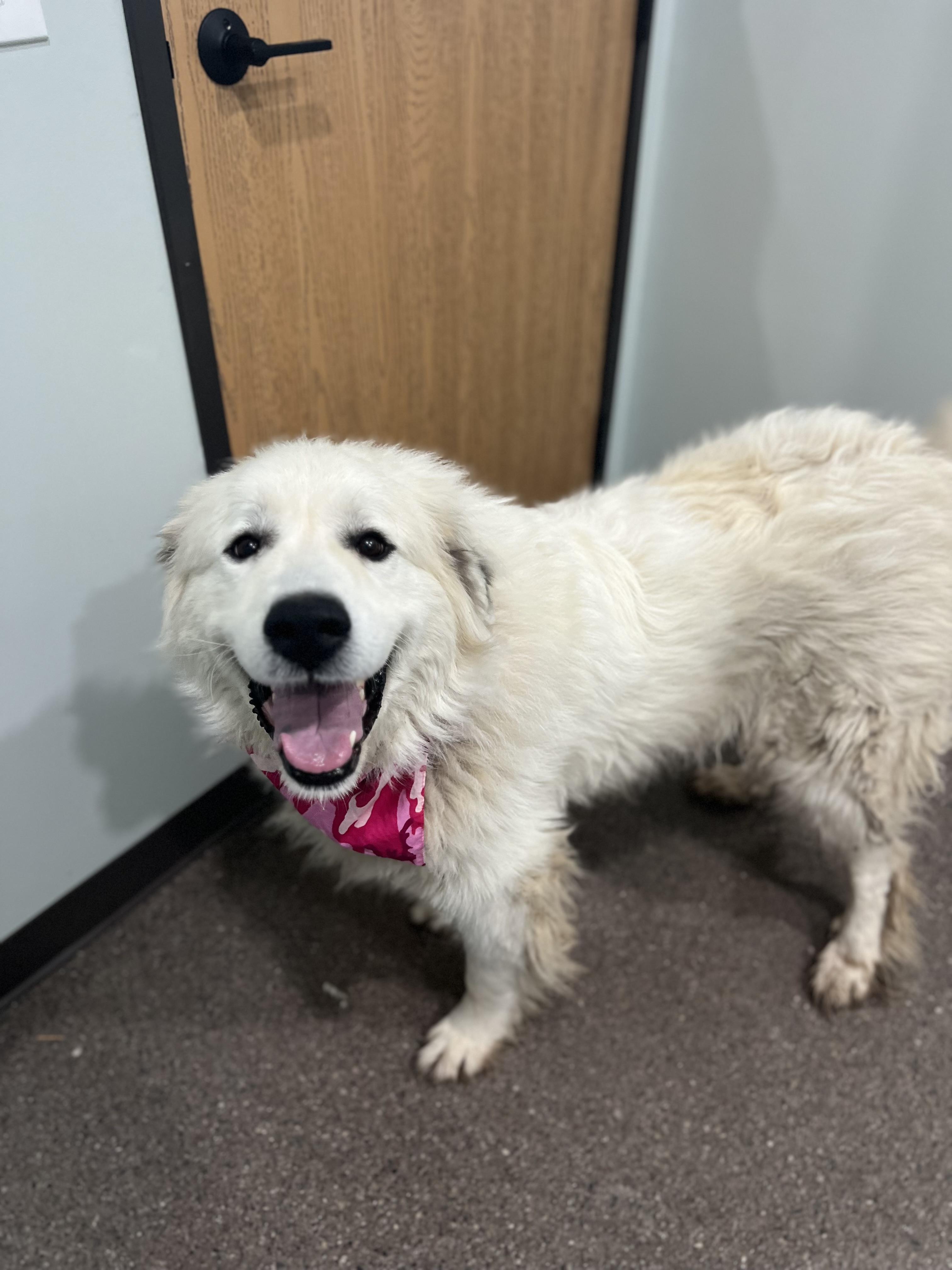Aspen, an adoptable Great Pyrenees in Sault Sainte Marie, MI, 49783 | Photo Image 4