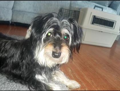 Lucinda (In Foster Home), a Adoptable mixed breed in Tinley Park, IL image 2/2