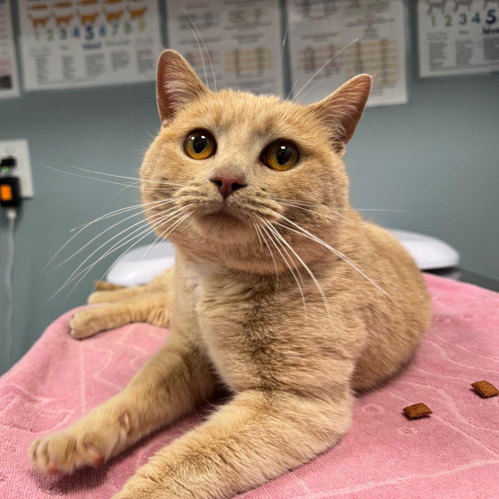 Selena, Adopted, Adult Female Domestic Short Hair.