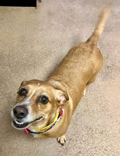 Kaci, a Adoptable mixed breed in Sanford, FL image 1/2