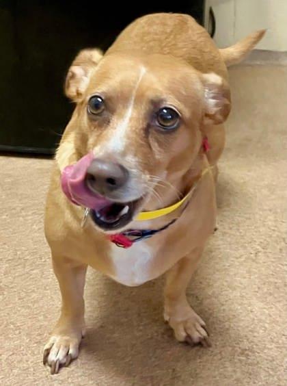 Kaci, a Adoptable mixed breed in Sanford, FL image 2/2