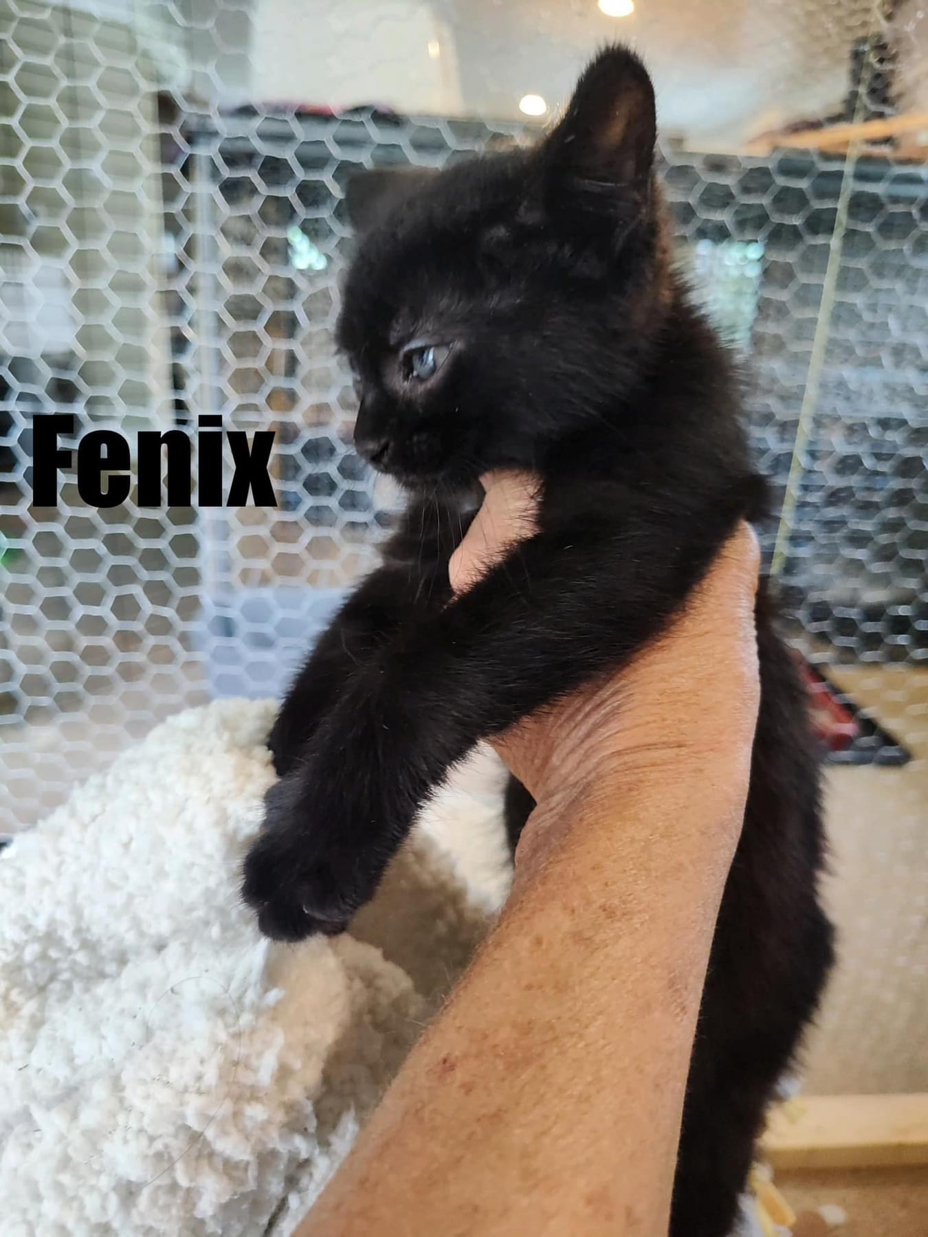 Fenix, an adopted Domestic Short Hair in Acushnet, MA_image-1