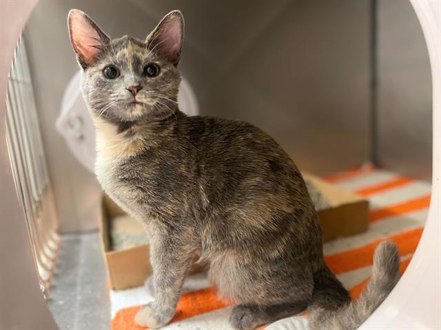 PEANUT, Adoptable, Kitten Female Domestic Short Hair.