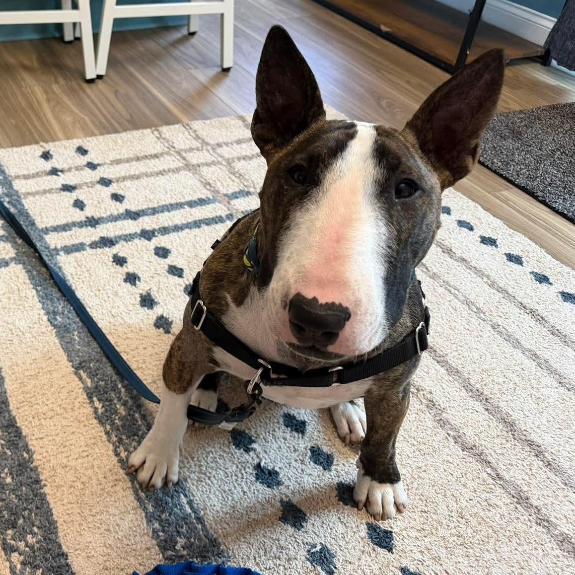 Enlarge Teddy Ruxpin, a ADOPTABLE Bull Terrier in Knoxville, TN image 2/5