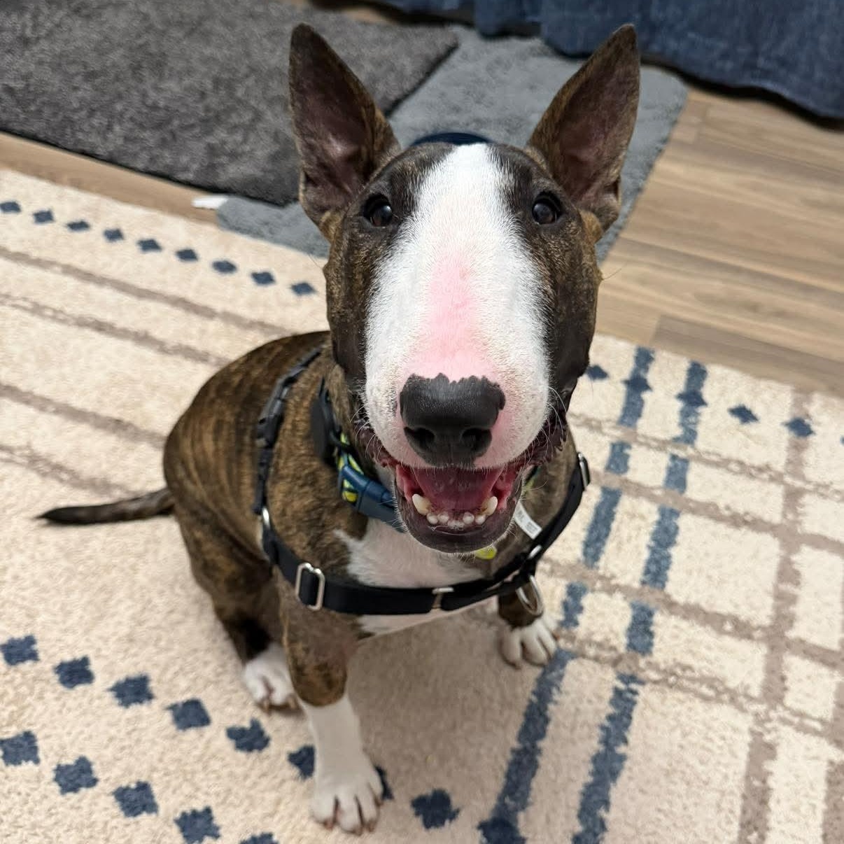 Enlarge Teddy Ruxpin, a ADOPTABLE Bull Terrier in Knoxville, TN image 1/5