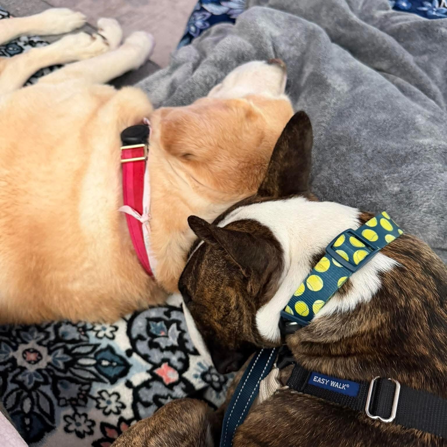 Enlarge Teddy Ruxpin, a ADOPTABLE Bull Terrier in Knoxville, TN image 3/5