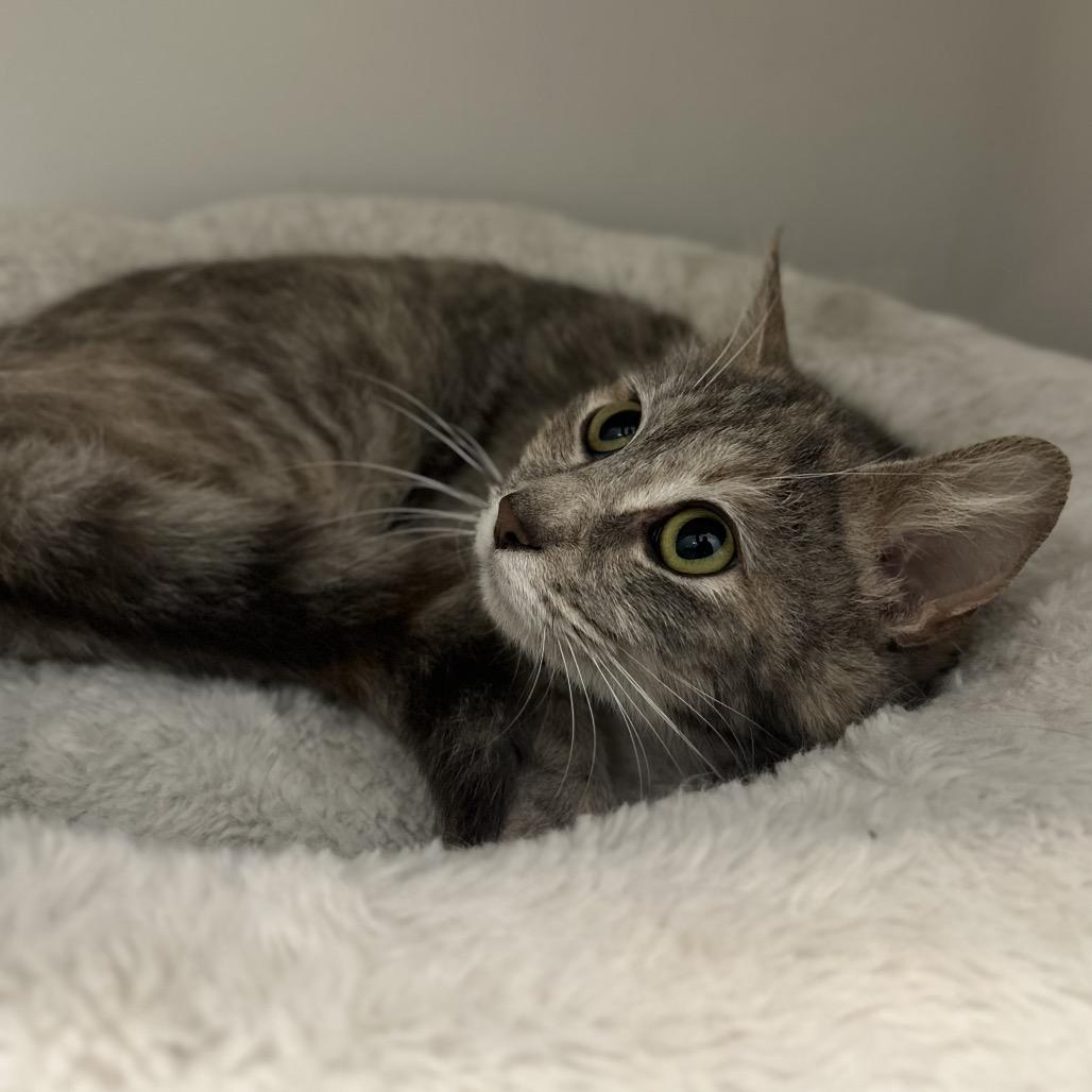 Enlarge Sandy (In Foster), a Adoptable Domestic Short Hair in Marshall, VA image 1/3