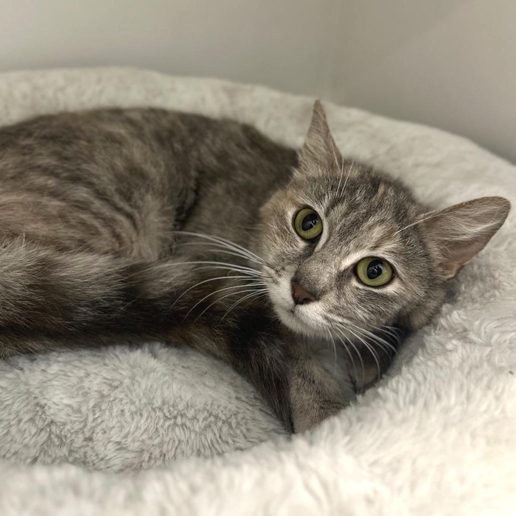 Enlarge Sandy (In Foster), a Adoptable Domestic Short Hair in Marshall, VA image 2/3